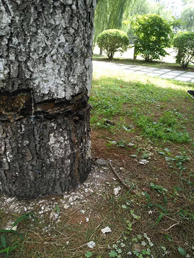 首页| 2003网站太阳集团接待您!