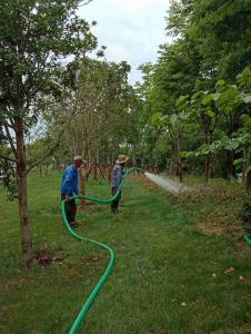 外环线顺遂完成春季苗木养护事情