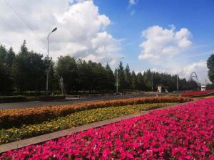 扮靓外环蹊径，，花意盎然迎“双节”